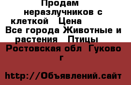 Продам 2 неразлучников с клеткой › Цена ­ 2 500 - Все города Животные и растения » Птицы   . Ростовская обл.,Гуково г.